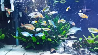 Feeding 145 G 32 Rainbows 13 Denison Barbs 60 Corydoras [upl. by Naziaf224]