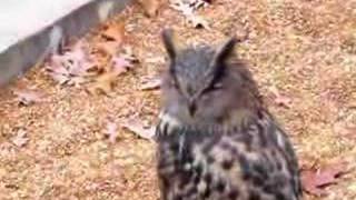 Great horned owl hooting [upl. by Yelsnya786]