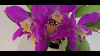 Цветение Орхидей Phalaenopsis Cattleya Paphiopedilum [upl. by Warrin21]