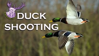 OPEN SEASON DUCK SHOOTING [upl. by Jacobson935]