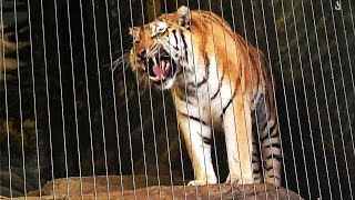 Siberian Tiger Roars at Lincoln Park Zoo [upl. by Rhonda]