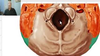 Anatomy of head and neck module in Arabic 7 Norma basalis externa  part 2  by Dr Wahdan [upl. by Anirbac104]