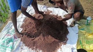 மீன் அமிலம் Natural Compost நெல் paddy naturalfarming fertilizer meenamilam ricefarming [upl. by Perle]