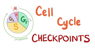 Checkpoints of the Cell Cycle  Cell Division Biology [upl. by Yr12]