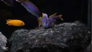 Yellow Tail Acei Cichlids Spawning [upl. by Nozicka82]