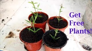 How to Take Verbena Cuttings [upl. by Acinhoj283]