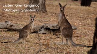 Barmah National Park Kingfisher Cruises [upl. by Ained928]