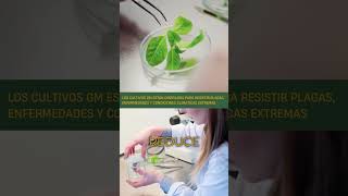 agrotech  🌱🔬 Biotecnología y Cultivos Genéticamente Modificados 🌾✨ [upl. by Bruno]