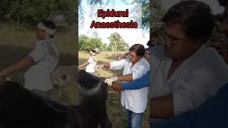 Epidural anaesthesia कैसे लगाएं पूंछ को सुन कैसे करें  पूंछ का ऑपरेशन।। [upl. by Eenahpets367]