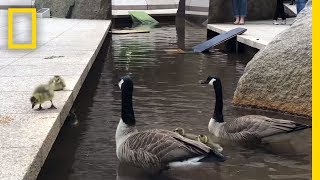 Nat Geo’s Geese Leave the Nest  National Geographic [upl. by Tollman676]