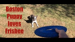 Boston Terrier puppy goes CRAZY for a frisbee [upl. by Ava991]