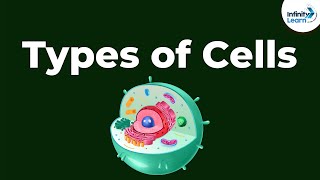 Types of Cells  Dont Memorise [upl. by Nevur]