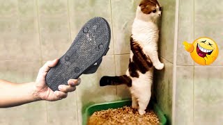 Videos De Risa de Animales 2023  Los Mejores Videos de Gatos Graciosos 6  Cмешные Bидео Kоты [upl. by Wessling221]