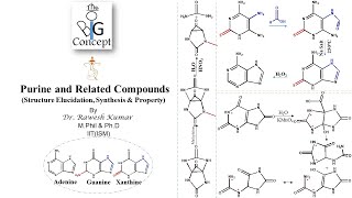 Purine and related compounds Structure Elucidation Synthesis amp Property [upl. by Reni58]