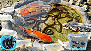 Catch colorful betta fish ornamental fish catfish koi fish eels snakehead fish lobsters [upl. by Hindu]