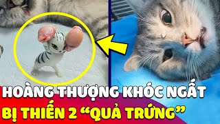 Hoàng thượng nằm BẬT KHÓC trong tuyệt vọng vì BỊ THIẾN đi hai quả trứng 😂  Gâu Đần [upl. by Fleisig]