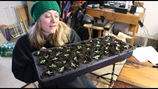 Potting Up Lisianthus  Answering Your Lisianthus Questions  Flower Hill Farm [upl. by Hickey]