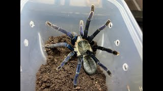 Cyriopagopus lividus Cobalt Blue Tarantula near miss re house [upl. by Teena]