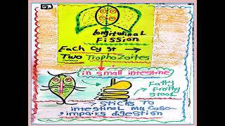 Lifecycle of Schistosomiasis Parasite [upl. by Ahseral721]