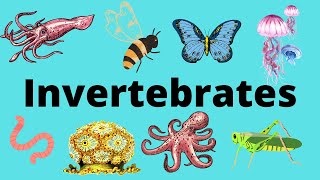 The Diversity of Invertebrates [upl. by Ariik612]