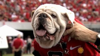 Meet University of Georgia mascot Uga the bulldog [upl. by Tezil35]