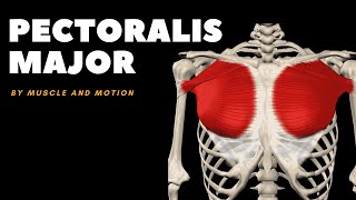 The Pectoralis Major Muscle Origin Insertion and Actions [upl. by Icak89]