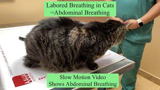 Cat Labored Breathing [upl. by Aikam]