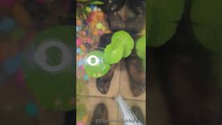 water pennywort plant 💚💚💚waterplants ytshortsvideo waterplant [upl. by Bez945]