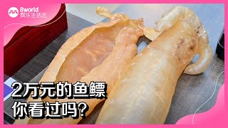 8视界娱乐生活志｜ 2万的鱼鳔你看过吗？ [upl. by Scammon647]