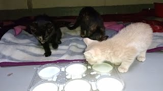 Rescue Baby 🍼 Kittens Having Dinner 😋🍽️ [upl. by Kirad881]