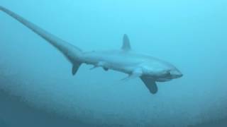 Pelagic thresher shark Alopias pelagicus in Malapascua Philippines [upl. by Grania]