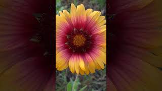 Indian Blanket Flower florida flowers [upl. by Garrek]