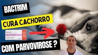 Bactrim cura cachorro com parvovirose [upl. by Noslien]