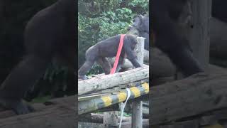 ChimpanzeePan troglodytesTaipei Zoo [upl. by Alleyne58]