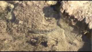 Death Valley Pupfish at Salt Creek [upl. by Aivatra439]