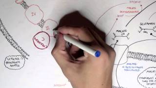 Human Metabolism Map III  Malate Aspartate Shuttle amp Glycerol 3 Phosphate [upl. by Bonar591]