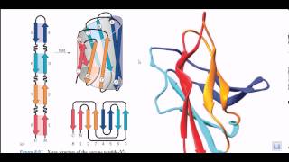 Protein motifs and domains  secondary structure of proteins [upl. by Cassandry]