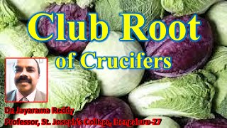 Club root of Crucifers Plasmodiophora brassicae by Dr Jayarama Reddy [upl. by Margy676]