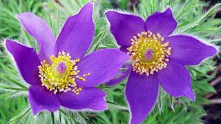 Pasque Flower [upl. by Iaj]