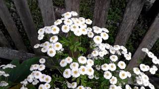 Feverfew herb in Hindi [upl. by Nreval]