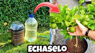 CÍTRICOS con  FLORACIÓN 🍋 FRUTOS y Crecimiento con este abono casero orgánico para plantas y huerto [upl. by Atirahs]