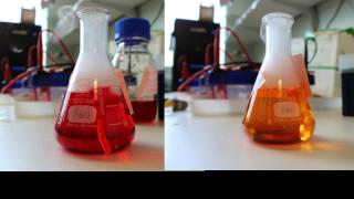 carbonic anhydrase assay [upl. by Lunnete]