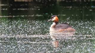 Пірникоза або норець PodicepsБольшая поганка или чомгаGreat Crested GrebeGrèbe huppé [upl. by Adnylam]