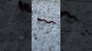 Pygmy Rattlesnake  Just a Baby pygmyrattlesnake rattlesnake snake explorishingadventures [upl. by Eilegna]