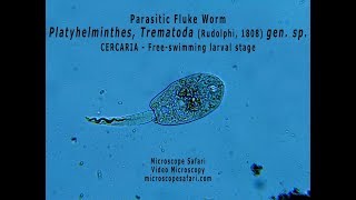 Parasitic fluke worm  Trematode cercaria larva [upl. by Noivax445]