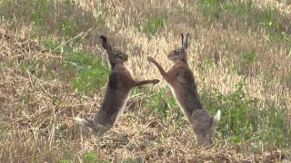 boxing hares in slow motion  boxende Hasen Leporidae [upl. by Garnette]