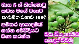 තිත්බොටු මාස 5න් අස්වැන්න ගන්න රහස [upl. by Atteoj]