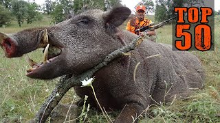 TOP 50 YABAN DOMUZU AVI UNUTULMAZ SAHNELER AMAZING WILD BOAR HUNTS CHASSE AU SANGLIER HOG HUNTS [upl. by Alaham580]