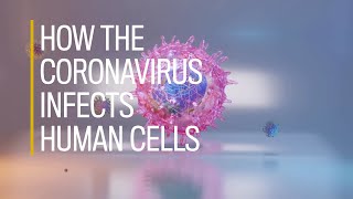 In depth How the coronavirus SARSCov2 infects human cells [upl. by Kemeny]