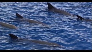 Mga kakaibang ugali ng marine wildlife sa Bohol Sea [upl. by Allisirp266]